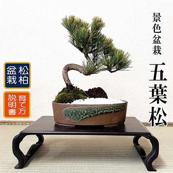 景色盆栽:五葉松*(瀬戸焼楕円鉢)苔 和 鉢植え 祝い ギフト 景色盆栽:五葉松*(瀬戸焼楕円鉢)苔 和 鉢植え 祝い ギフト