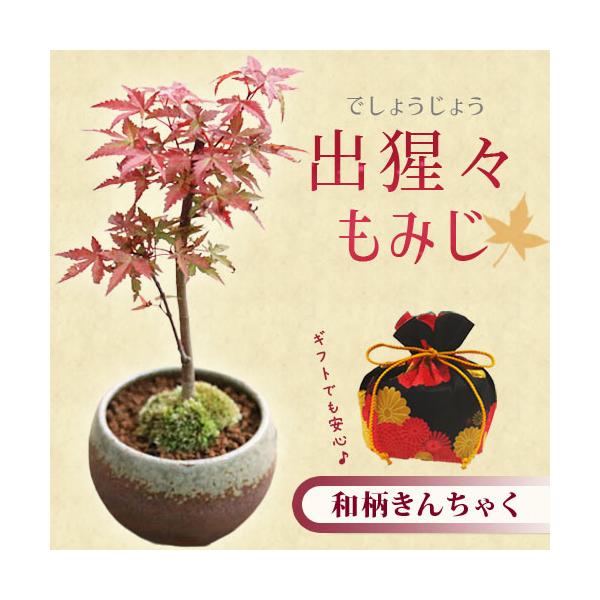 ☆育て方説明書・和柄ラッピング付　【重要：ラッピングついておりますので、最終ご注文確定画面で『ギフト包装』は選ばないで下さい。】　　　　　【送料無料】　(※但、北海道、沖縄への配達の場合のみ送料が発生します。)和モダンな雰囲気のあるラッピン...