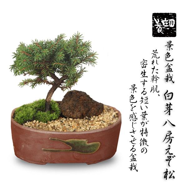 盆栽：ミニ景色盆栽 白芽八房えぞ松*（瀬戸焼楕円鉢）苔と砂と石付き 