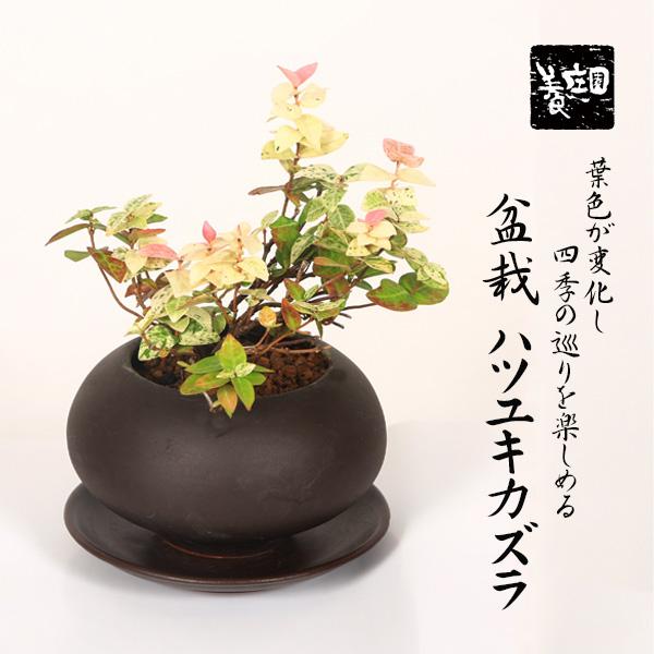 和モダン：ミニ盆栽 初雪かずら(ハツユキカズラ)*＜モダン鉢 受け皿