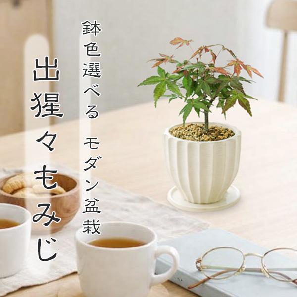 モダン盆栽：出猩々もみじ*＜モダン陶器鉢・受け皿付き＞(鉢色選べる