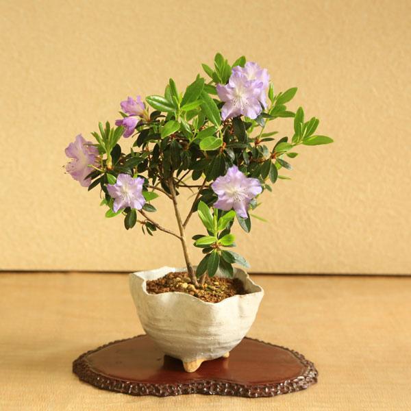 ミニ盆栽:ブルーツツジ*(信楽花型小鉢)<2025年開花終了 ミニ盆栽:ブルーツツジ*(信楽花型小鉢)<2025年開花終了