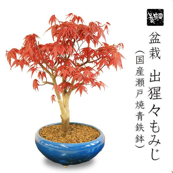 盆栽:出猩々もみじ大*(瀬戸焼青鉄鉢) momiji モミジ 紅葉 盆栽:出猩々もみじ大*(瀬戸焼青鉄鉢) momiji モミジ 紅葉