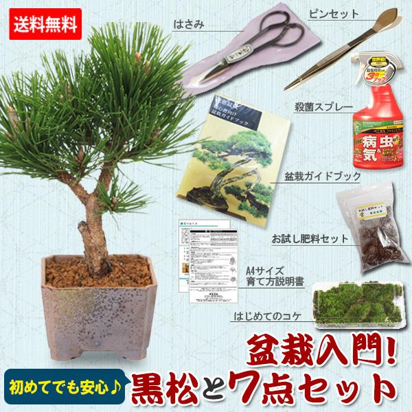 盆栽入門！初心者 盆栽はじめる方にも：小品盆栽 黒松と盆栽道具7点