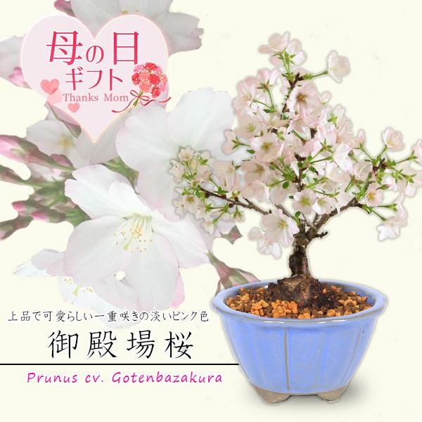 母の日ギフト 2026 桜盆栽：母の日御殿場桜(国産輪花均釉鉢）*プレゼントgift 鉢植え鉢花 花 さくらお花見ごbonsaiご予約受付中　