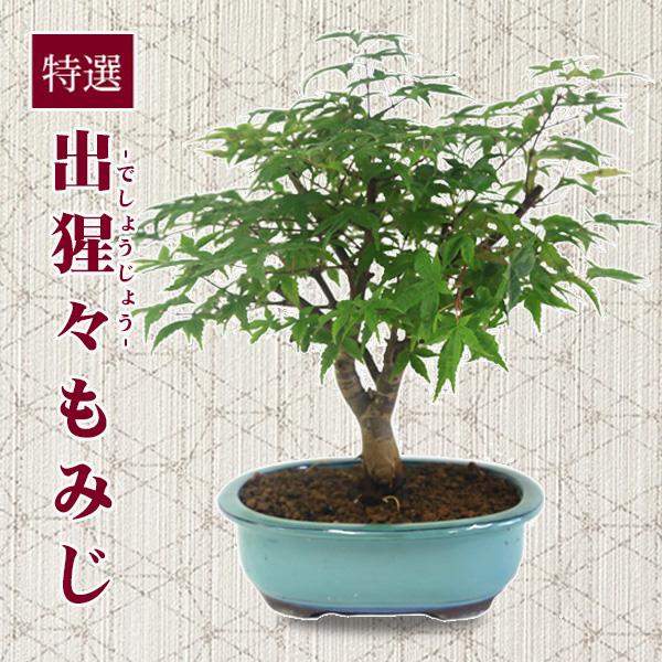 盆栽：特選 出猩々もみじ*(瀬戸焼みどり楕円鉢) momiji モミジ