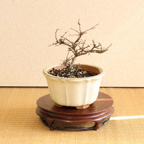 小品盆栽：百日紅*（輪花白丸鉢）さるすべりサルスベリ bonsai
