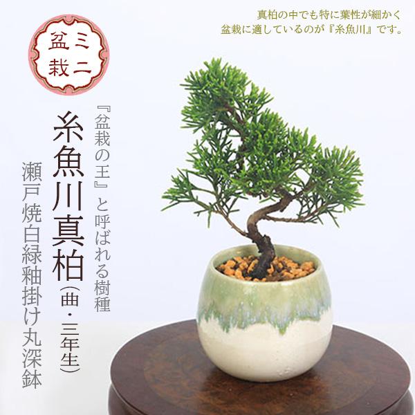 敬老の日2025にも ミニ盆栽：糸魚川真柏（曲・3年生）*（瀬戸焼