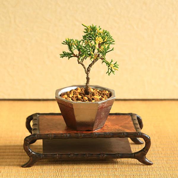 【送料無料】　(※但、北海道、沖縄への配達の場合のみ送料が発生します。)［商品説明］樹種：斑入り真柏(フイリシンパク)撮影月：　1月常緑樹。珍しい斑入りの真柏。葉に黄色い斑が入るのが特徴です。鉢は、趣深い瀬戸焼。ブロンズ色のメタリックな釉薬...