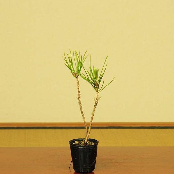 プチ苗：黒松* クロマツ : 遊恵盆栽 Yahoo!店 - 通販 - Yahoo!ショッピング