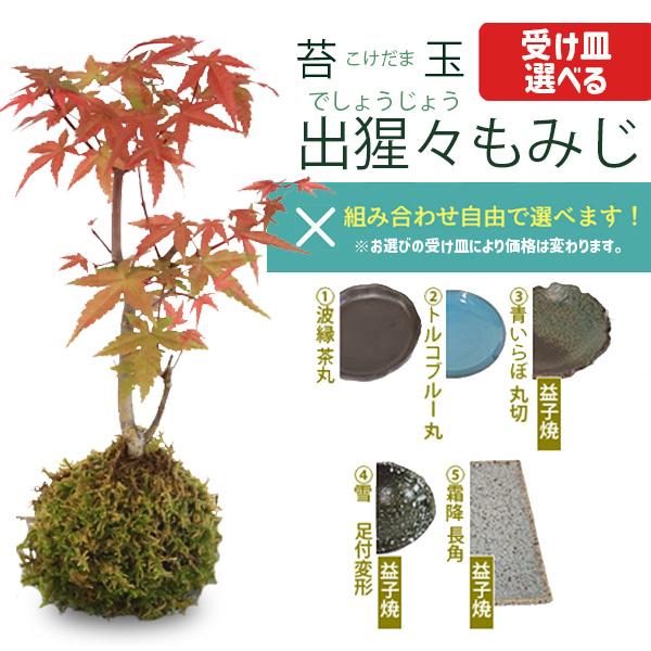 ■受け皿選べる！　5種類の受け皿をご用意。　お好みで受け皿お選びください。　ご選択される受け皿によって金額が違います。　受け皿を別に単品で購入よりお買い得価格となっております！　カートに入れると合計金額が表示されます。樹種：出猩々もみじ（デ...