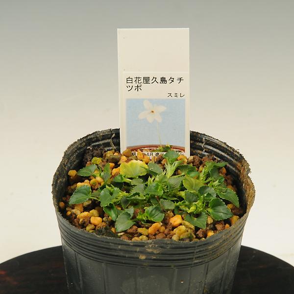 苗：山野草 白花屋久島タチツボスミレ（大）* さんやそう : 遊恵盆栽