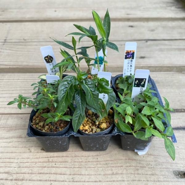 【まとめ割】セール価格！樹種：当店おまかせになります。 撮影日：　8月お得な山野草６ヶセットです。季節の可愛い山草をお届けします。＊数量ものの為、写真と若干形状が異なる場合がございます。