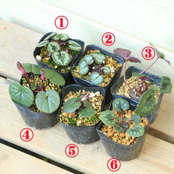 苗：山野草 原種シクラメン（品種選べます）コウム、シリシウムなど