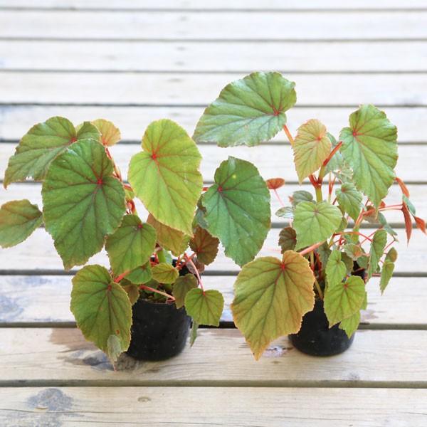 苗：山野草 ウラベニシュウカイドウ（裏紅秋海棠）2個セット* さんや