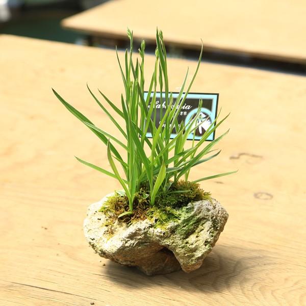 サギソウ。100本苗 苗 サギソウ」の人気商品一覧 | 安い商品を