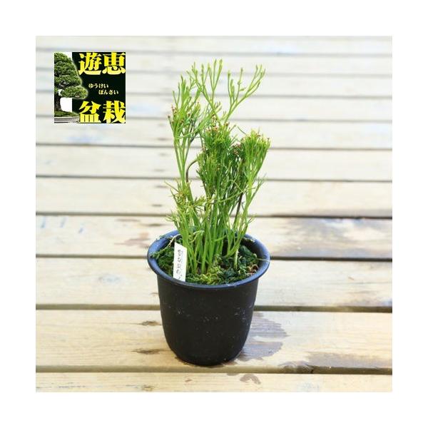 ÓT|AFti}cojuItv*܂΂