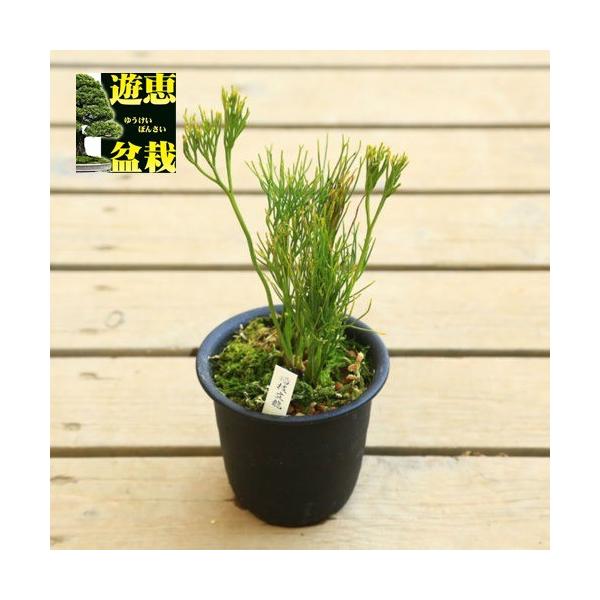 ÓT|AFti}cojuk}v*܂΂