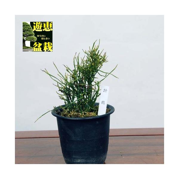 ÓT|AFti}cojuܒ߁v*܂΂