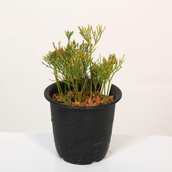 古典園芸植物 松葉蘭 万代笠の育て方と楽しみ方