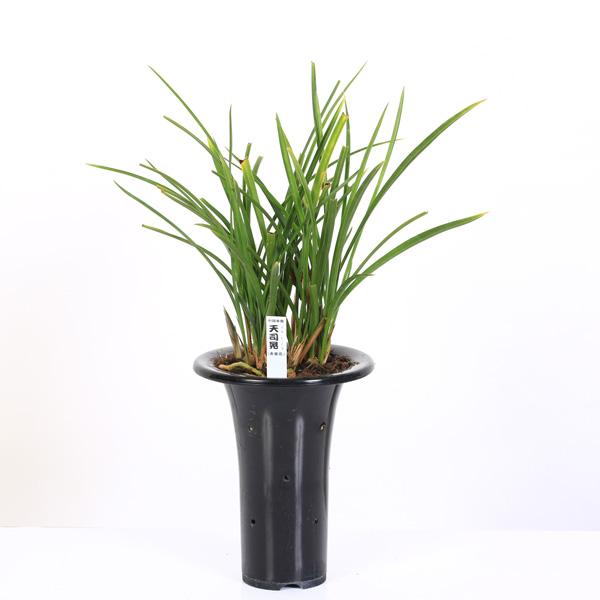 春蘭は、その名の通り春に咲く蘭であることから名づけられました。洋ランとして親しまれているシンビジウムの仲間で、東洋ランと呼ばれ古くから愛されています。3月下旬〜4月に開花期を迎えます。花色が赤褐色となるのが特徴で、中国春蘭では珍しい花色です...