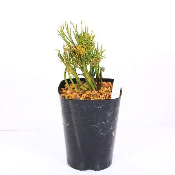 青龍角 松葉蘭 シダ植物 珍奇植物 園芸 古典植物 太軸 矮性 インテリア