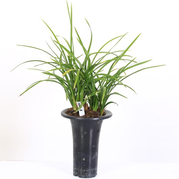 春蘭は、その名の通り春に咲く蘭であることから名づけられました。洋ランとして親しまれているシンビジウムの仲間で、東洋ランと呼ばれ古くから愛されています。3月下旬〜4月に開花期を迎えます。花弁の上部分がおばあさんの頬かむり、下部分はおじいさんの...