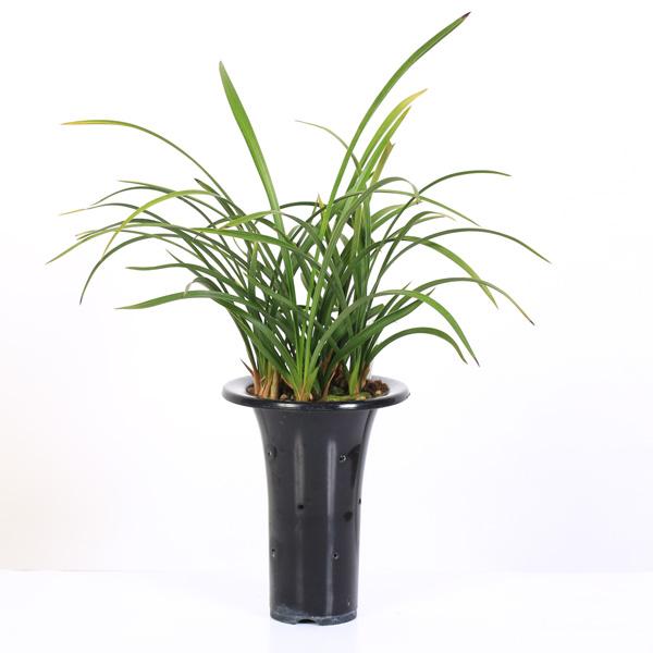 春蘭　韓国春蘭　栄光No.9 掘り出し物 古典園芸植物：日本春蘭 「光悦」（こうえつ）*にほんしゅんらん