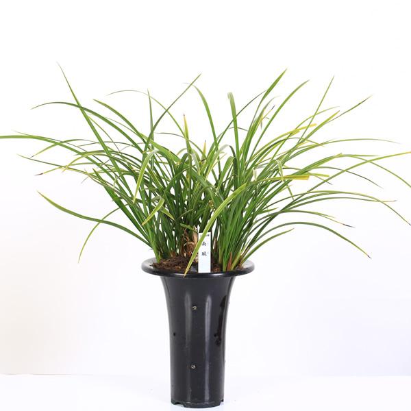 春蘭は、その名の通り春に咲く蘭であることから名づけられました。洋ランとして親しまれているシンビジウムの仲間で、東洋ランと呼ばれ古くから愛されています。3月下旬〜4月に開花期を迎えます。花弁の上部分がおばあさんの頬かむり、下部分はおじいさんの...