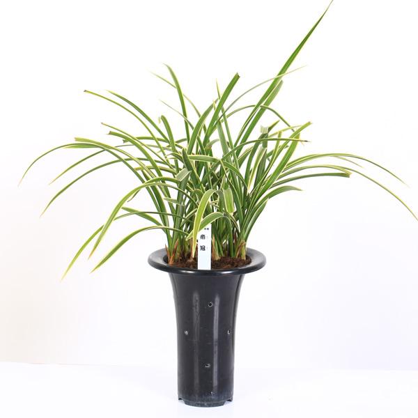 春蘭は、その名の通り春に咲く蘭であることから名づけられました。洋ランとして親しまれているシンビジウムの仲間で、東洋ランと呼ばれ古くから愛されています。3月下旬〜4月に開花期を迎えます。花弁の上部分がおばあさんの頬かむり、下部分はおじいさんの...