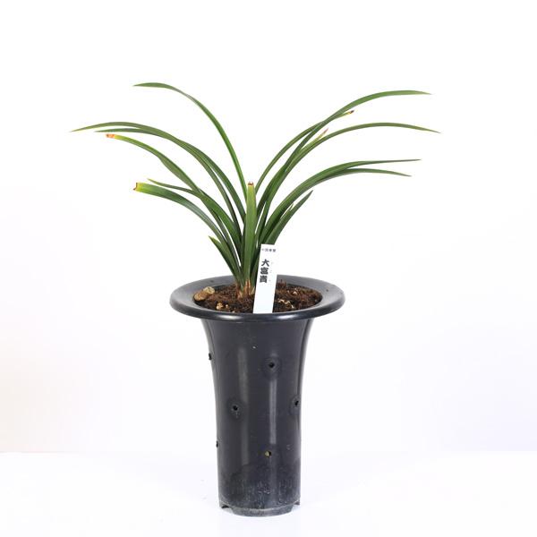 古典園芸植物：中国春蘭 「大富貴」(だいふうき)*ちゅうごくしゅんらん