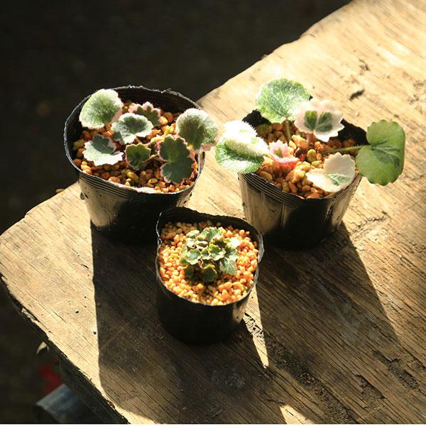 商品説明樹種：雪ノ下撮影日：12月ユキノシタ科ユキノシタ属。【品種】極姫雪ノ下：姫雪ノ下よりも葉の小さい品種。御所車：葉を囲むように紅がかった斑が入ります。七変化：葉を囲むように白い斑が入ります。＊数量ものの為、写真と若干形状が異なります。...