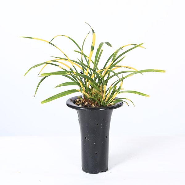 春蘭は、その名の通り春に咲く蘭であることから名づけられました。洋ランとして親しまれているシンビジウムの仲間で、東洋ランと呼ばれ古くから愛されています。３月〜4月に開花期を迎えます。花弁の上部分がおばあさんの頬かむり、下部分はおじいさんの髭の...