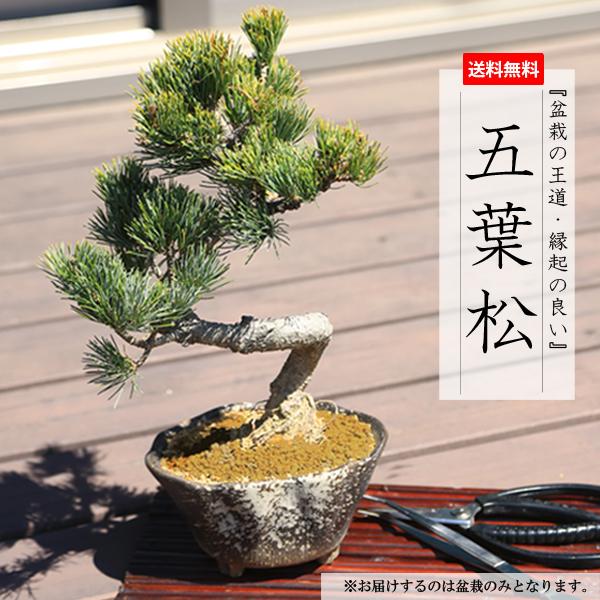 小品盆栽 五葉松 瀬戸焼変形鉢 祝い ギフト Gift 誕生日祝 開店祝 御祝 プレゼントにもbonsai 6301 Seto 遊恵盆栽 Yahoo 店 通販 Yahoo ショッピング