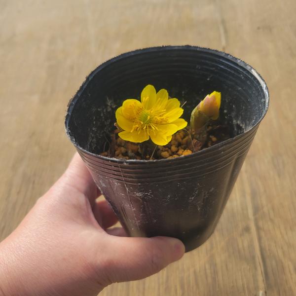 山野草　福寿草2芽開花時期：1月~2月初旬頃＊数量ものの為、写真と若干形状が異なる場合がございます。＊季節により状態は異なりますので、花の咲き具合などについてはお問合せ下さい。サイズ樹高：約1ｃｍ〜　　鉢径：約9ｃｍ水かけ：芽だし期から開花...