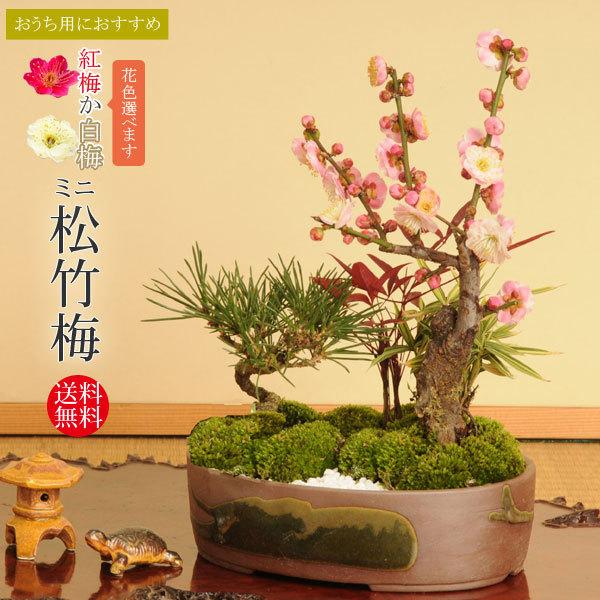 迎春 ミニ松竹梅 瀬戸焼鉢 花色選べる 21年開花終了 送料無料 縁起 賀正 門松 お正月寄せ植え お歳暮 御祝 プレゼントにも 6464 遊恵盆栽 Yahoo 店 通販 Yahoo ショッピング
