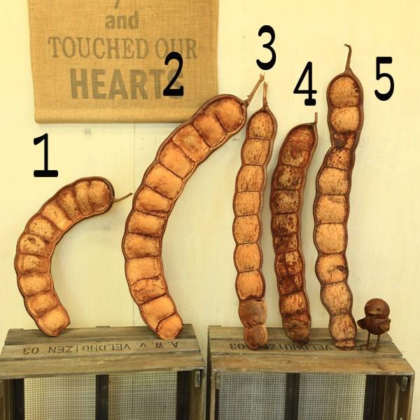 雑貨 インテリア：モダマ*藻玉 幸福の豆 ラッキービーンズ 現品選べ