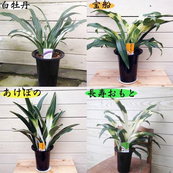 観葉植物 おしゃれ オモト 万年青 おもと 品種選べます 5 5号 Buyee Buyee Japanese Proxy Service Buy From Japan Bot Online
