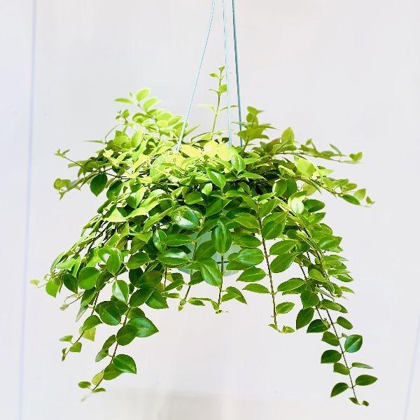 おしゃれ 観葉植物：エスキナンサス モナリザ*吊り鉢 : 遊恵盆栽 Yahoo