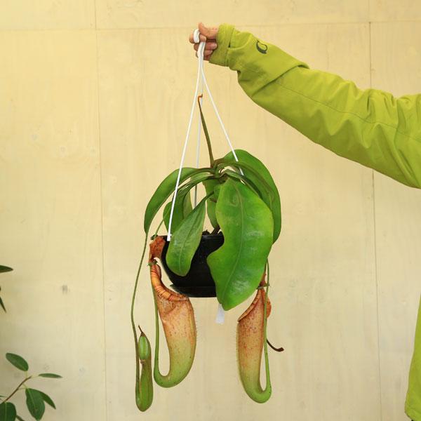 観葉植物 おしゃれ 食虫植物：ウツボカズラ ネペンテス