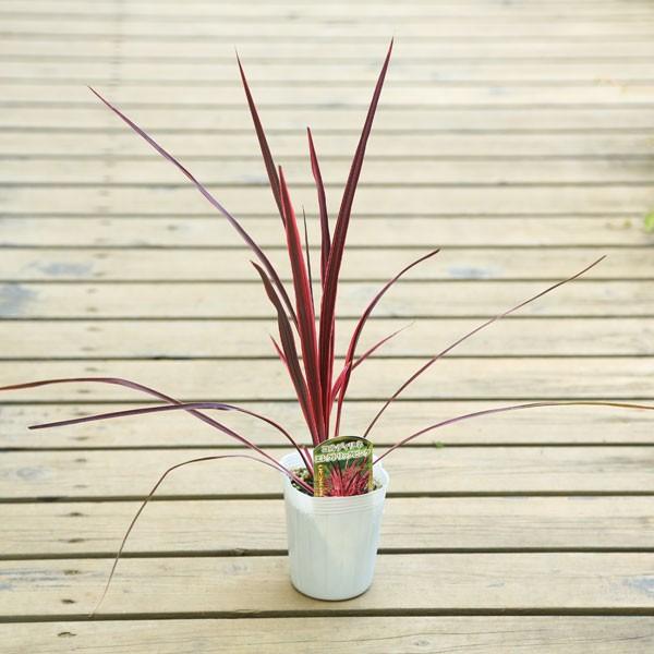 観葉植物 コルジリネ コルディリネ エレクトリックピンク F0307 遊恵盆栽 Yahoo 店 通販 Yahoo ショッピング