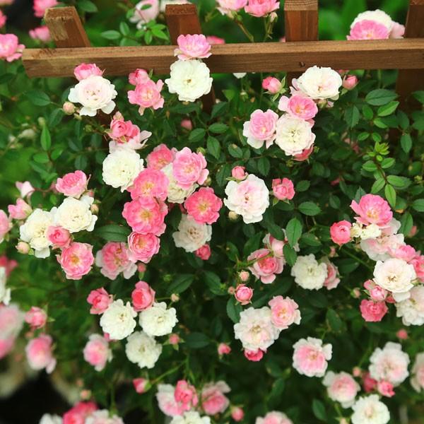 庭木 植木 つるバラ 舞姫 Buyee Buyee Japanese Proxy Service Buy From Japan Bot Online