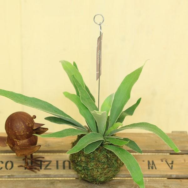 観葉植物 おしゃれ 苔玉ビカクシダ ビーチー コウモリラン 吊り ｌサイズ F0368 遊恵盆栽 Yahoo 店 通販 Yahoo ショッピング