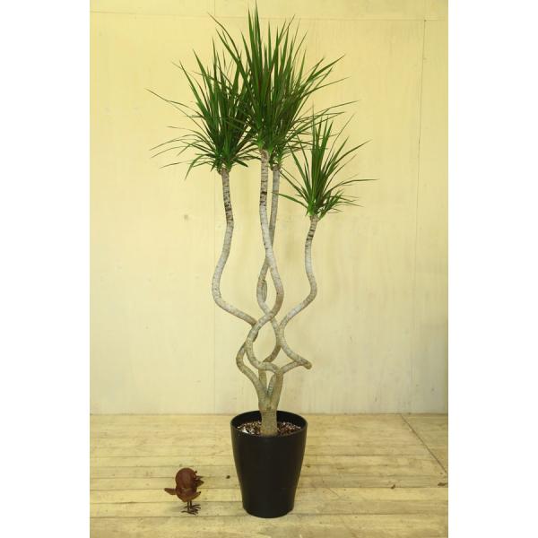 観葉植物 ドラセナ コンシンネ 龍 プラポット 佐川発送 Buyee Buyee 日本の通販商品 オークションの代理入札 代理購入