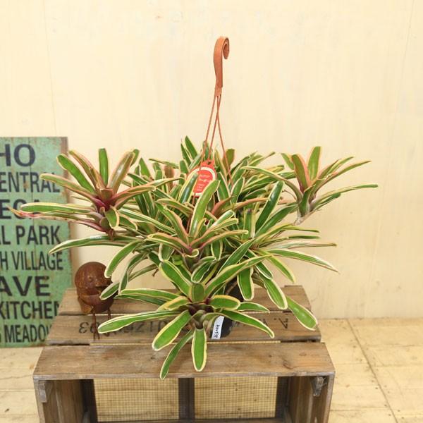 観葉植物 おしゃれ ブロメリア ネオレゲリア ファイヤーボール F0385 遊恵盆栽 Yahoo 店 通販 Yahoo ショッピング