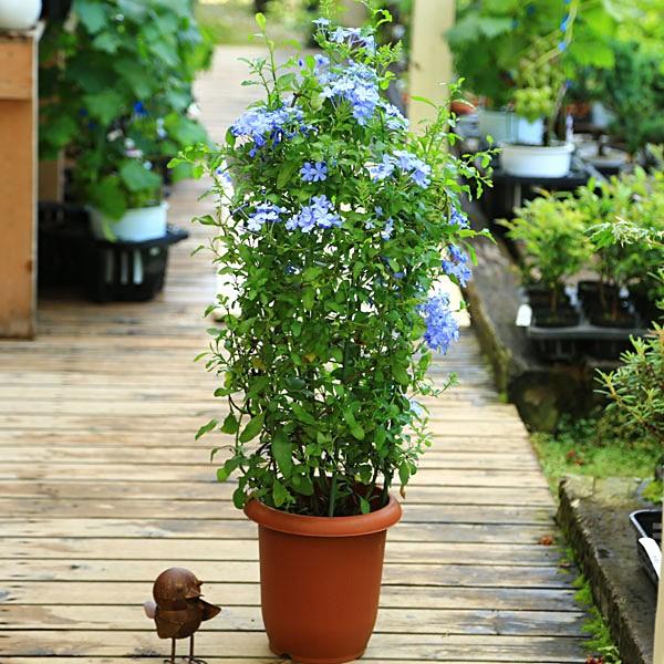 観葉 鉢花 ルリマツリ 瑠璃茉莉 プルンバーゴ 7号 開花終了 Buyee Buyee 提供一站式最全面最專業現地yahoo Japan拍賣代bid代拍代購服務 Bot Online