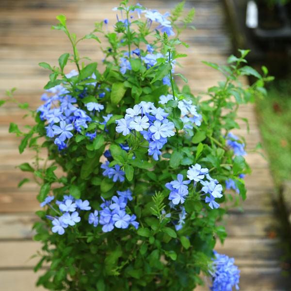 観葉 鉢花 ルリマツリ 瑠璃茉莉 プルンバーゴ 7号 開花終了 Buyee Buyee บร การต วกลางจากญ ป น ซ อจากประเทศญ ป น