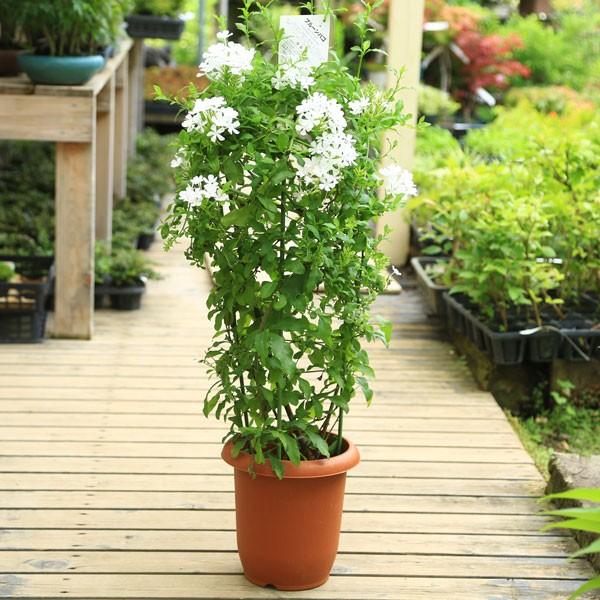 観葉 鉢花 ルリマツリ 瑠璃茉莉 プルンバーゴ 7号 開花終了 Buyee Buyee บร การต วกลางจากญ ป น ซ อจากประเทศญ ป น