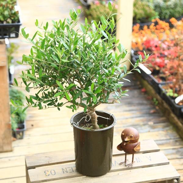 観葉植物：オリーブの木 玉つくり*Cipressino SOUJU（創樹） : 遊恵