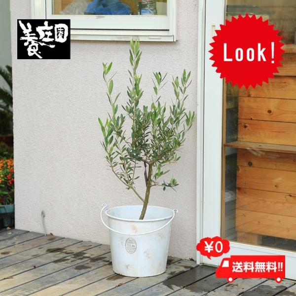 観葉植物 おしゃれ：オリーブの木*SOUJU（創樹)ブリキのバケツセット